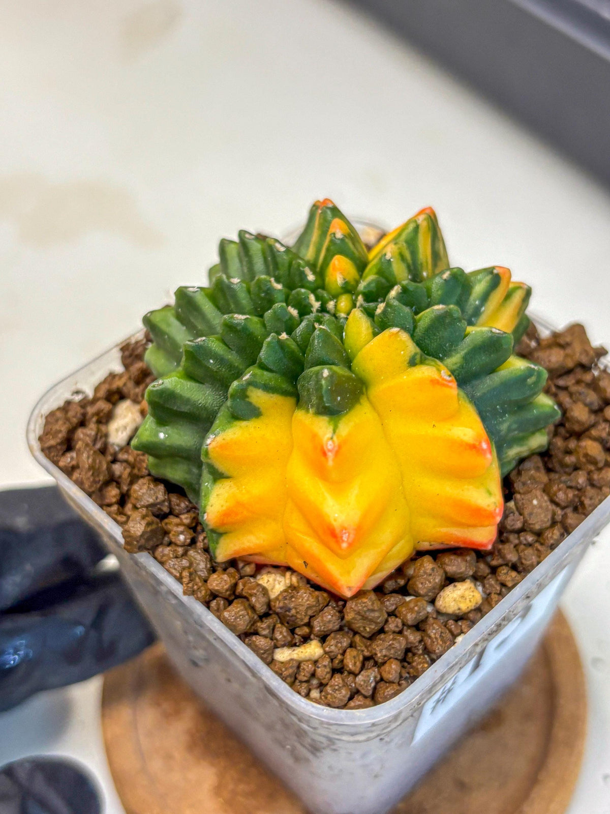 Gymnocalycium Inermis Var (gy5) (13) | Original Form