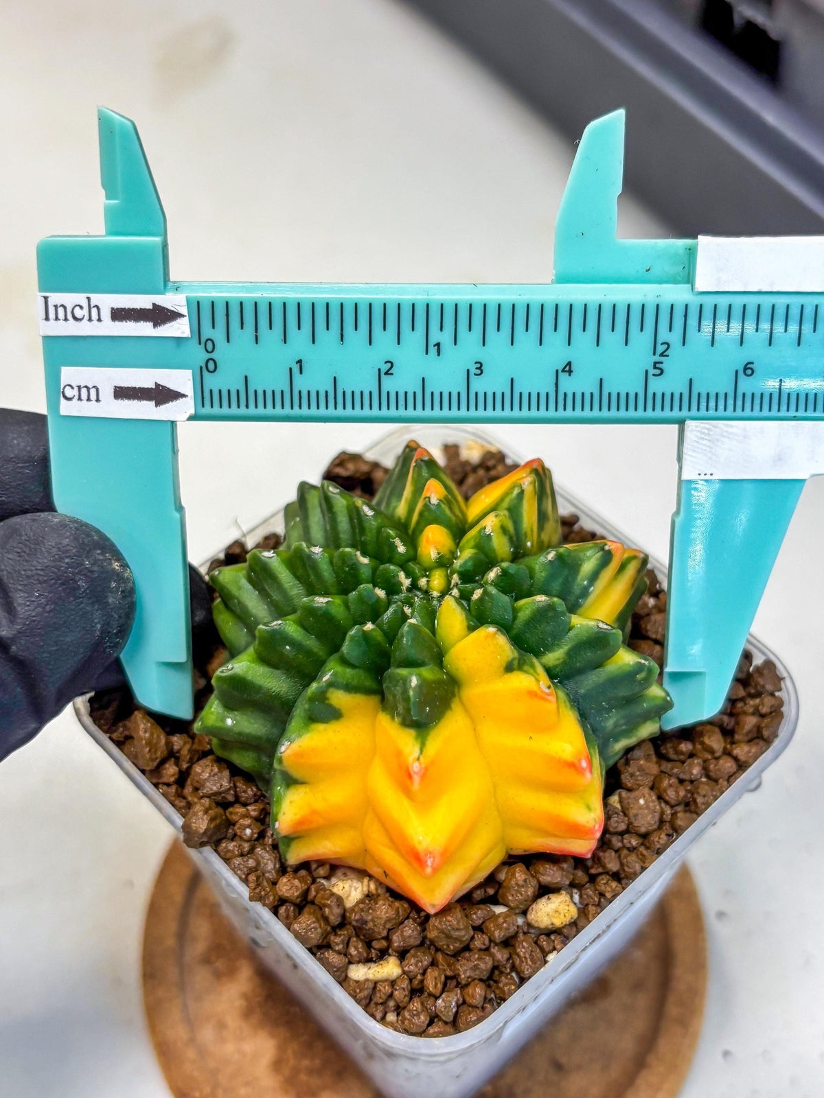 Gymnocalycium Inermis Var (gy5) (13) | Original Form