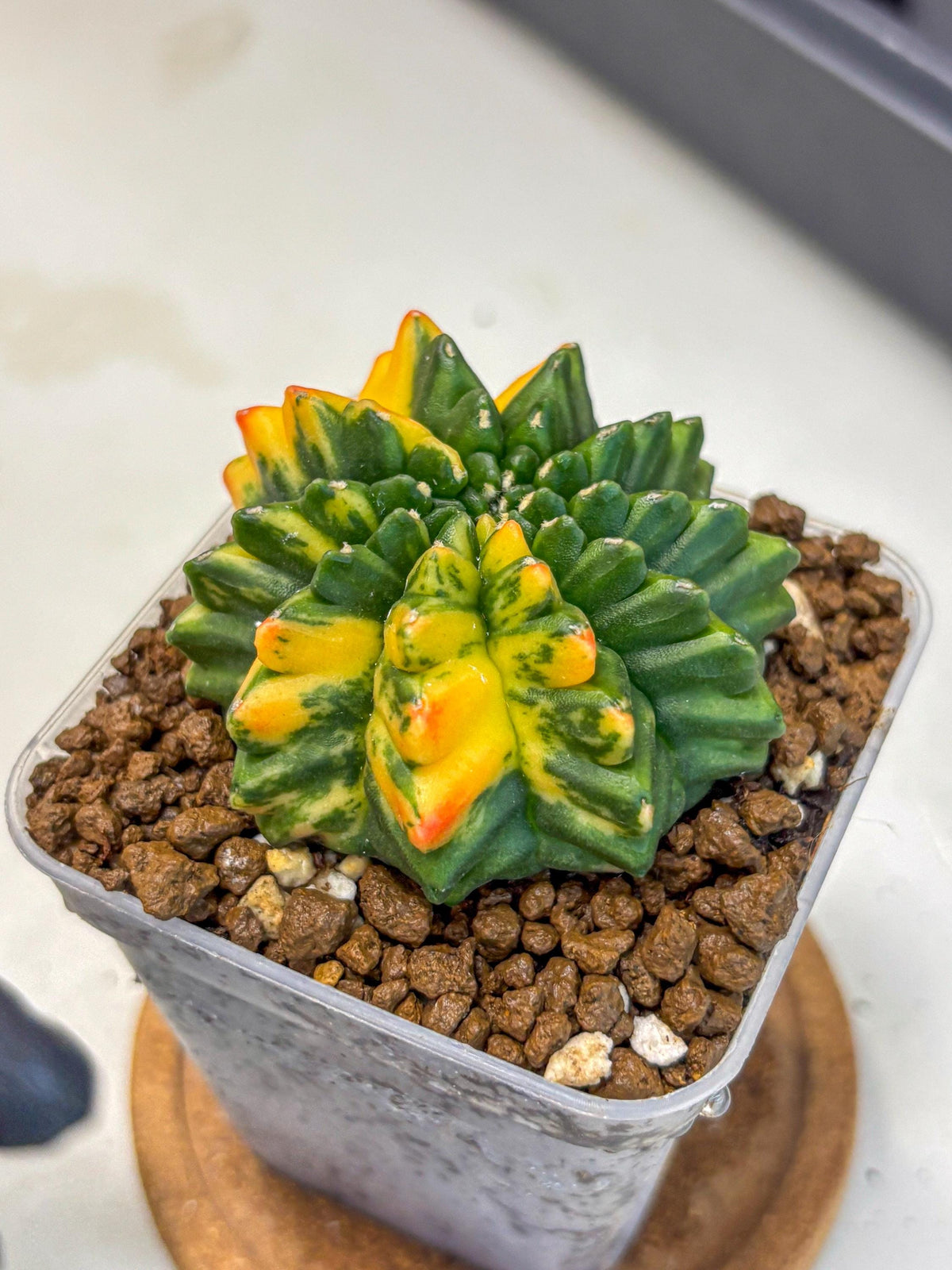 Gymnocalycium Inermis Var (gy5) (13) | Original Form