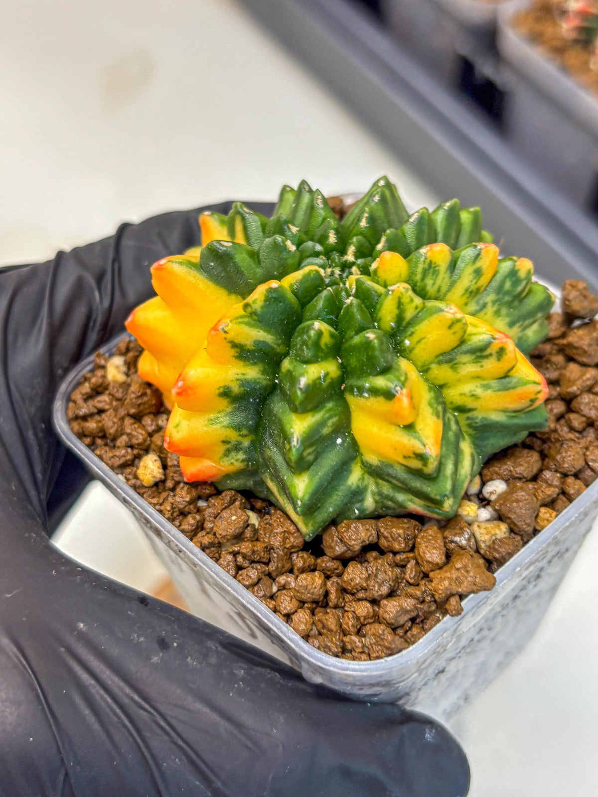 Gymnocalycium Inermis Var (gy5) (13) | Original Form