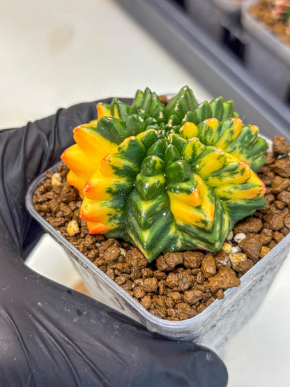 Gymnocalycium Inermis Var (gy5) (13) | Original Form
