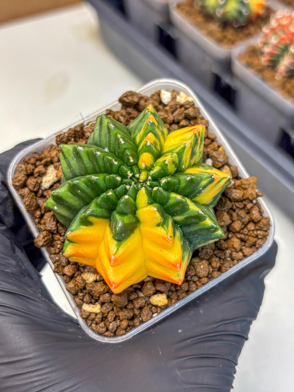 Gymnocalycium Inermis Var (gy5) (13) | Original Form