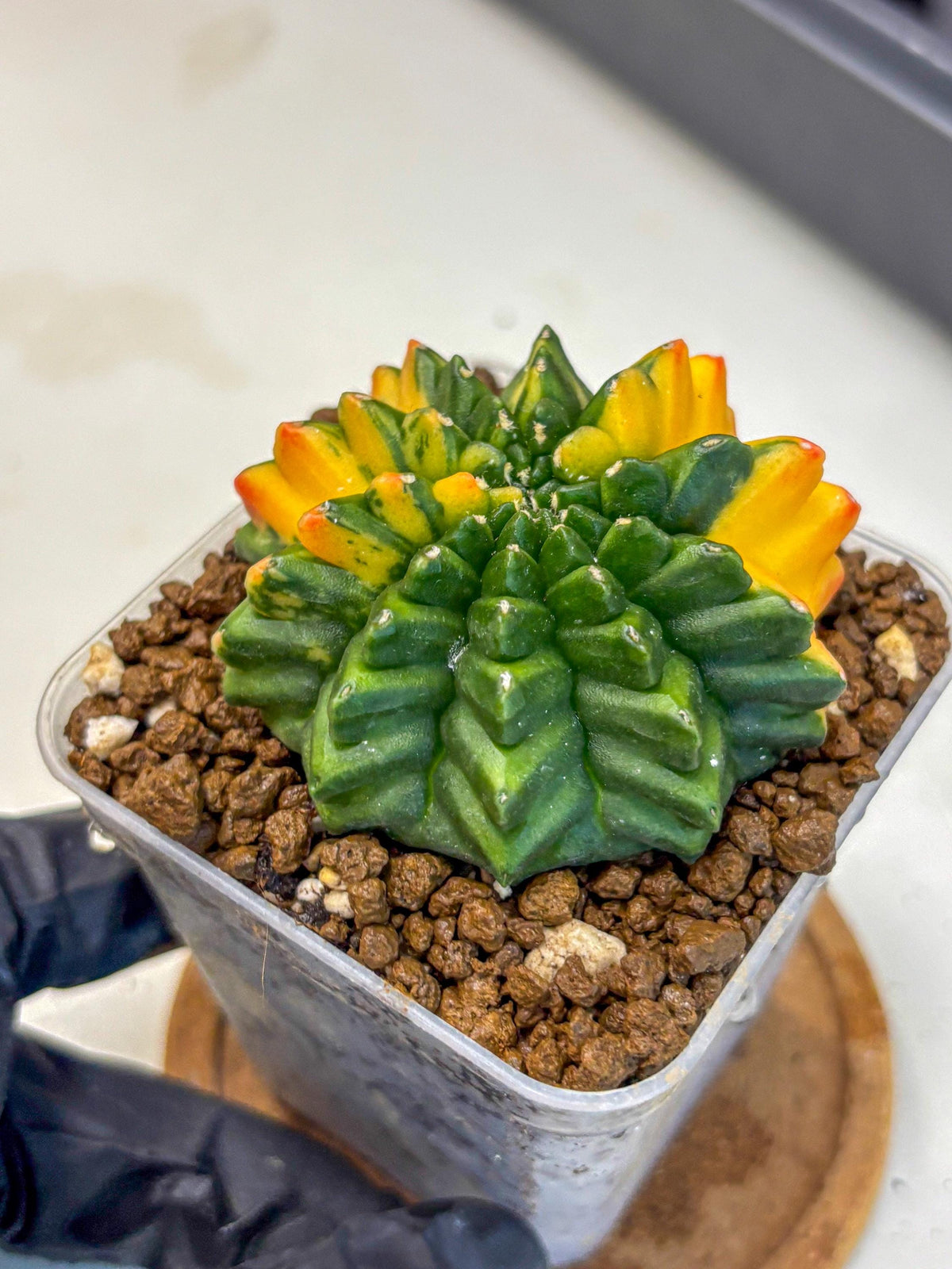 Gymnocalycium Inermis Var (gy5) (13) | Original Form