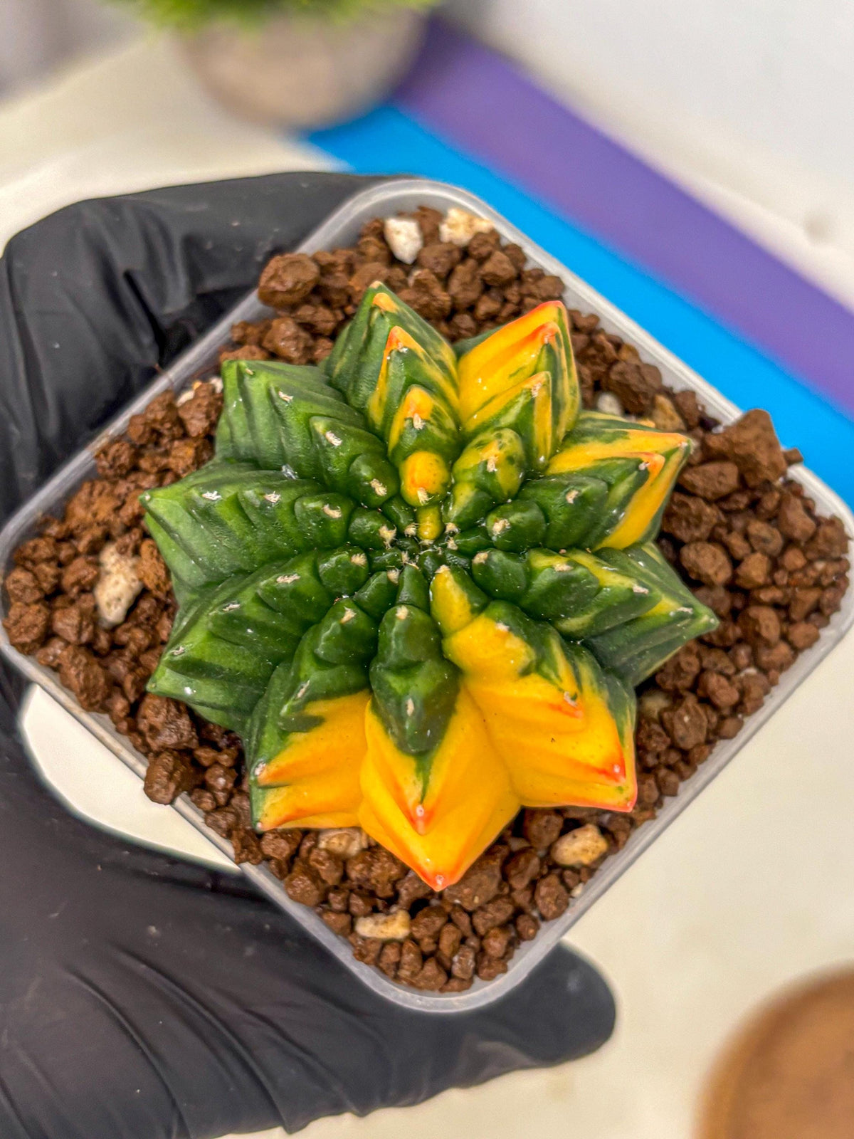 Gymnocalycium Inermis Var (gy5) (13) | Original Form