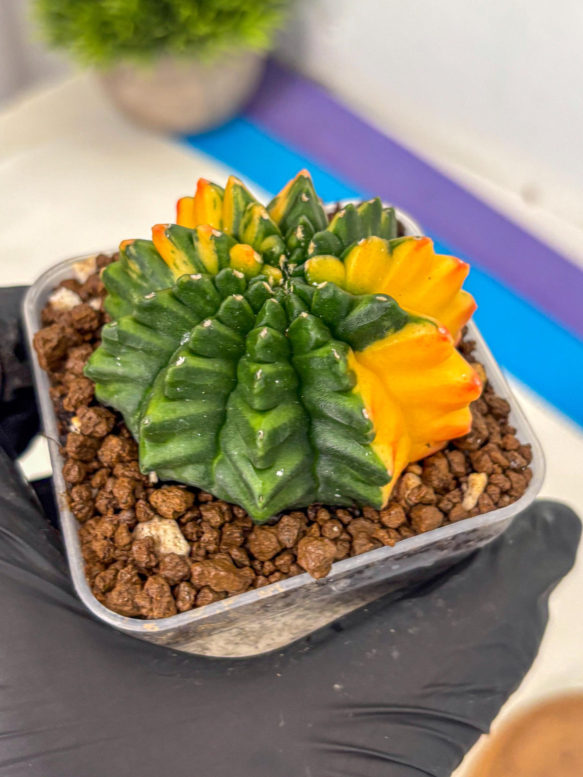 Gymnocalycium Inermis Var (gy5) (13) | Original Form