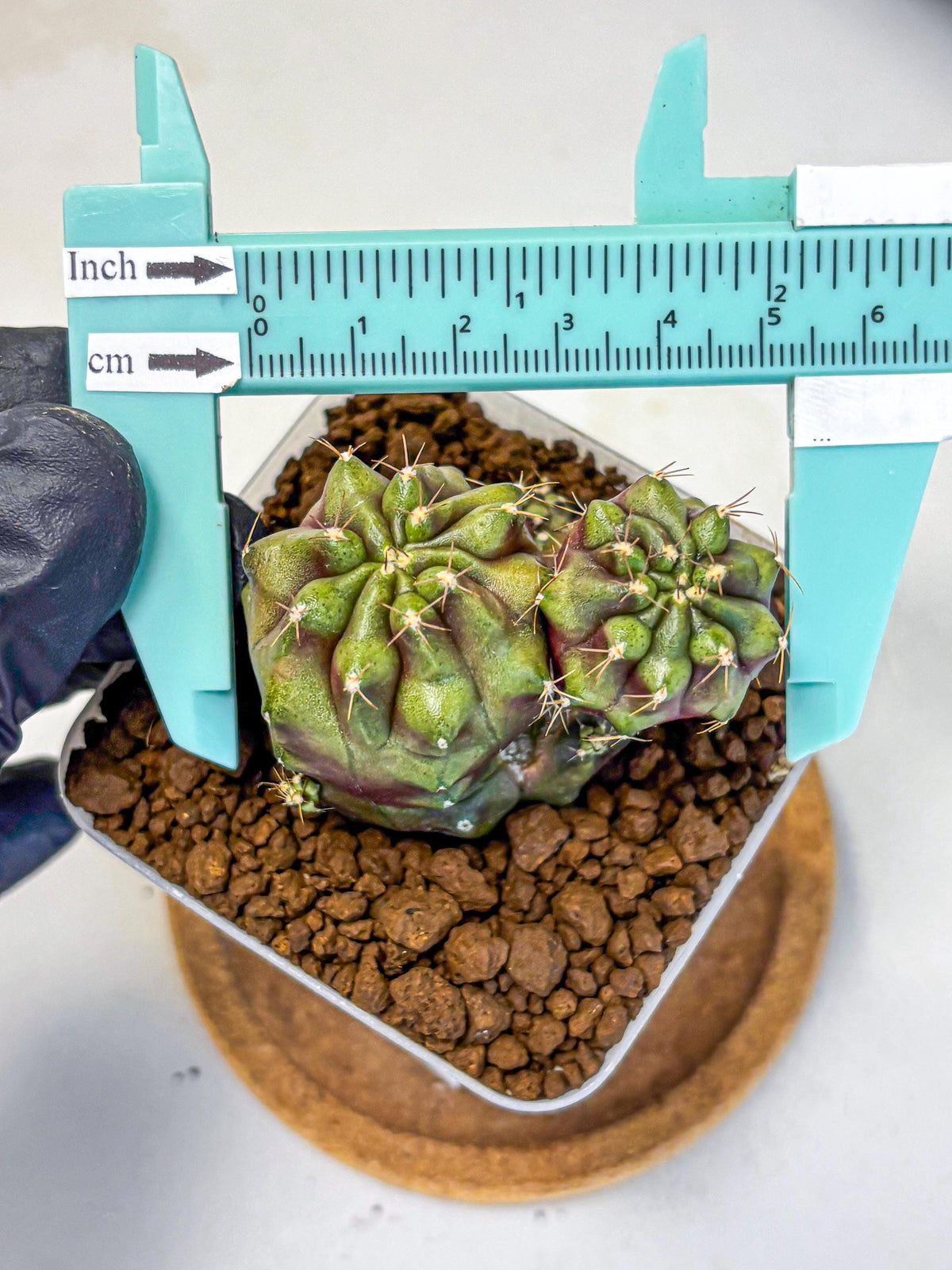 Gymnocalycium Siamese Grape (gy13) (1) | Collectable Plant