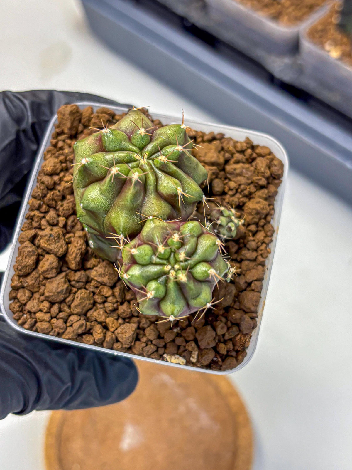 Gymnocalycium Siamese Grape (gy13) (1) | Collectable Plant