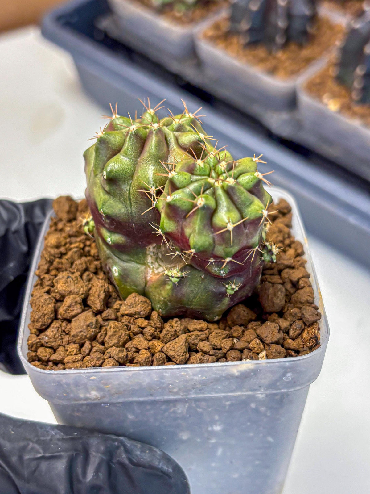 Gymnocalycium Siamese Grape (gy13) (1) | Collectable Plant