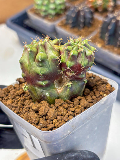 Gymnocalycium Siamese Grape (gy13) (1) | Collectable Plant