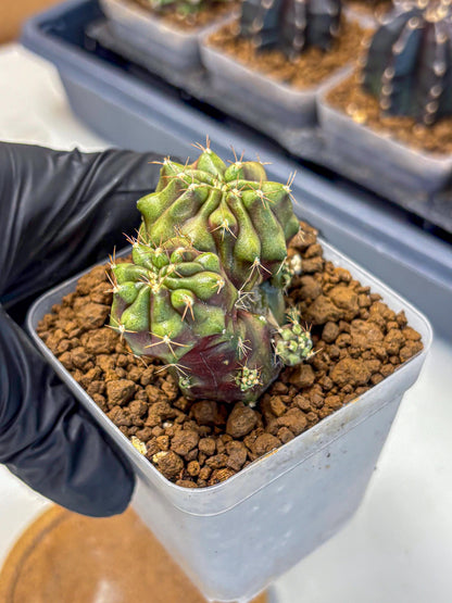 Gymnocalycium Siamese Grape (gy13) (1) | Collectable Plant