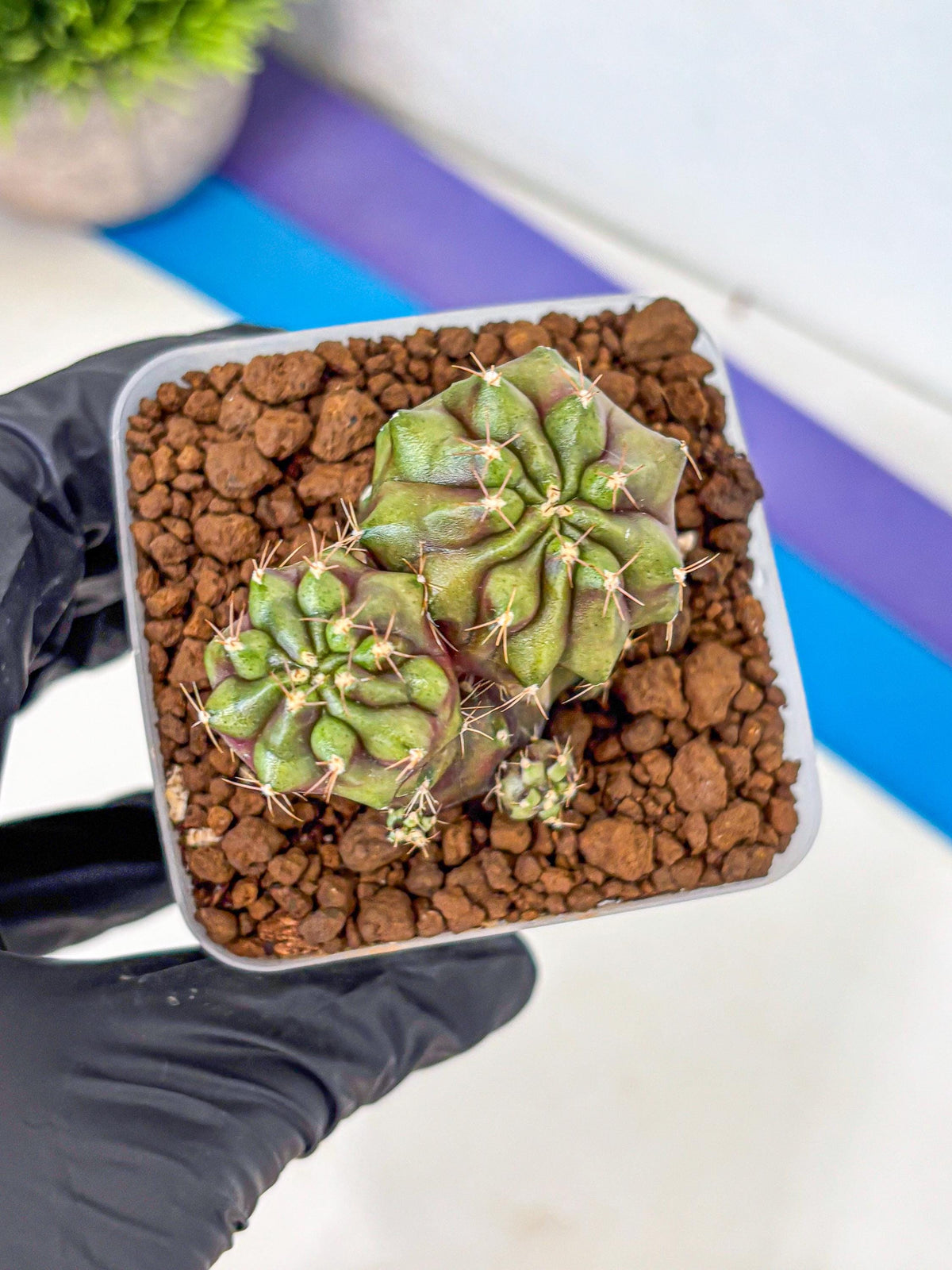 Gymnocalycium Siamese Grape (gy13) (1) | Collectable Plant