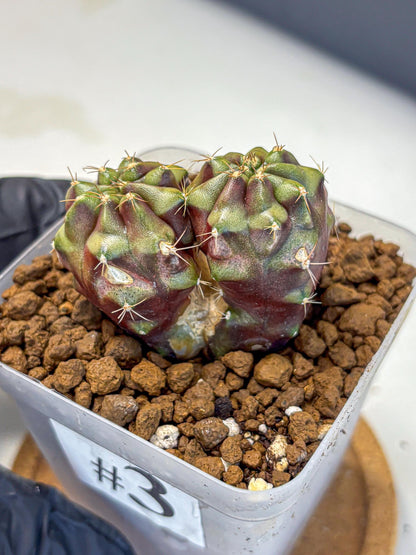 Gymnocalycium Siamese Grape (gy13) (3) | Collectable Plant