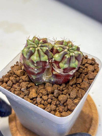 Gymnocalycium Siamese Grape (gy13) (3) | Collectable Plant