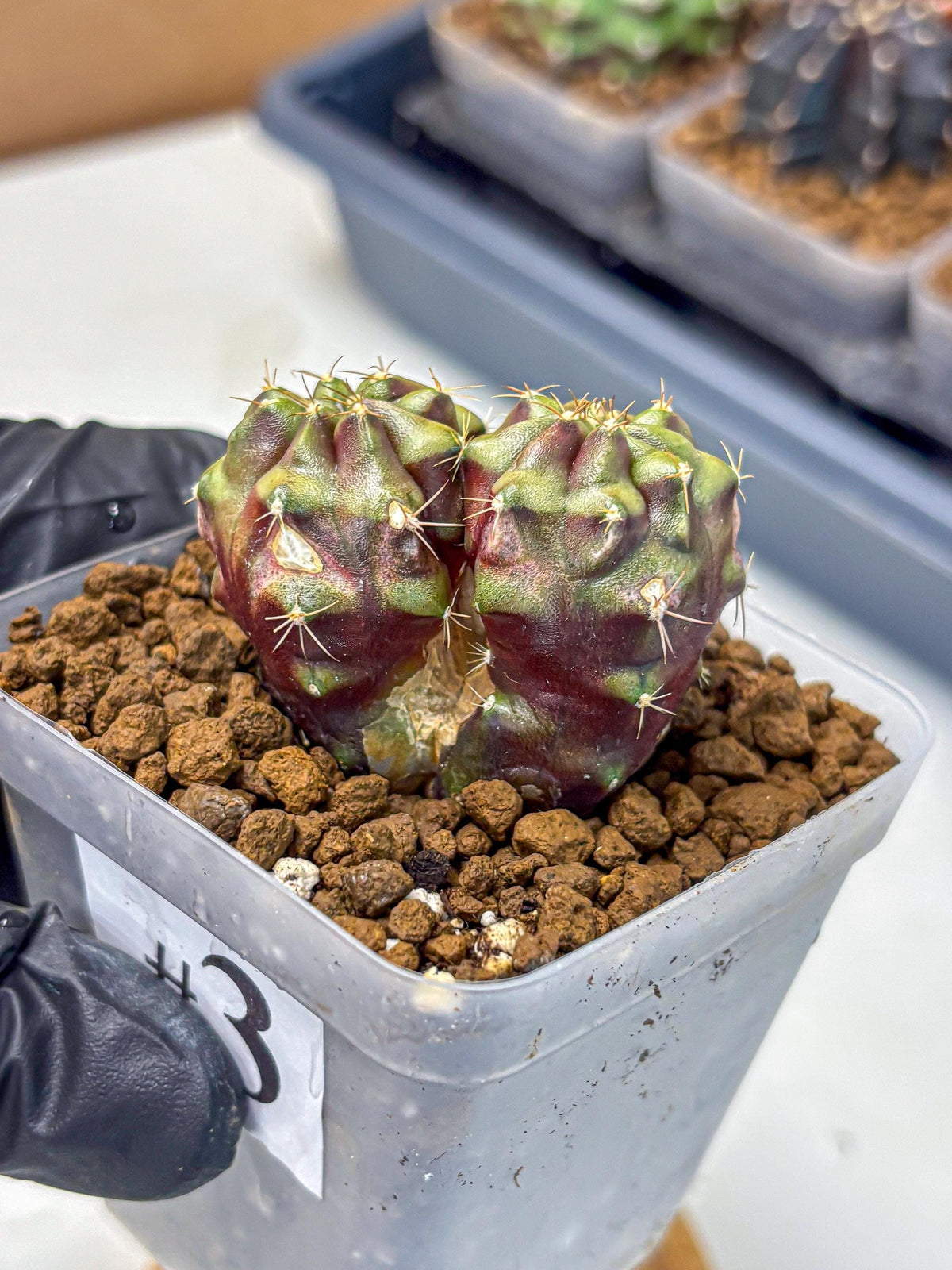 Gymnocalycium Siamese Grape (gy13) (3) | Collectable Plant