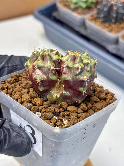 Gymnocalycium Siamese Grape (gy13) (3) | Collectable Plant