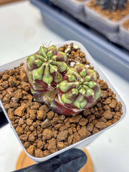 Gymnocalycium Siamese Grape (gy13) (3) | Collectable Plant