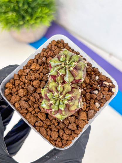 Gymnocalycium Siamese Grape (gy13) (3) | Collectable Plant