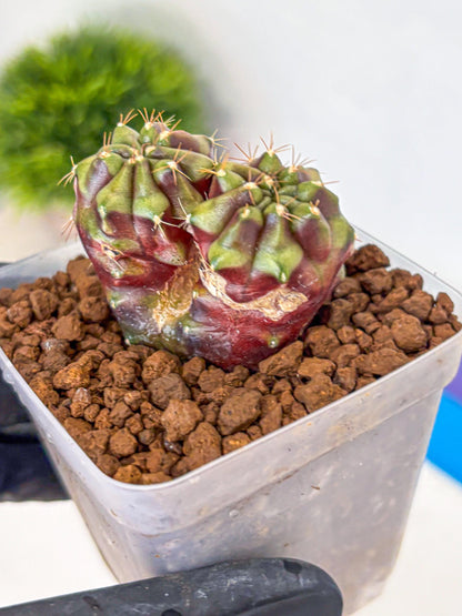 Gymnocalycium Siamese Grape (gy13) (3) | Collectable Plant