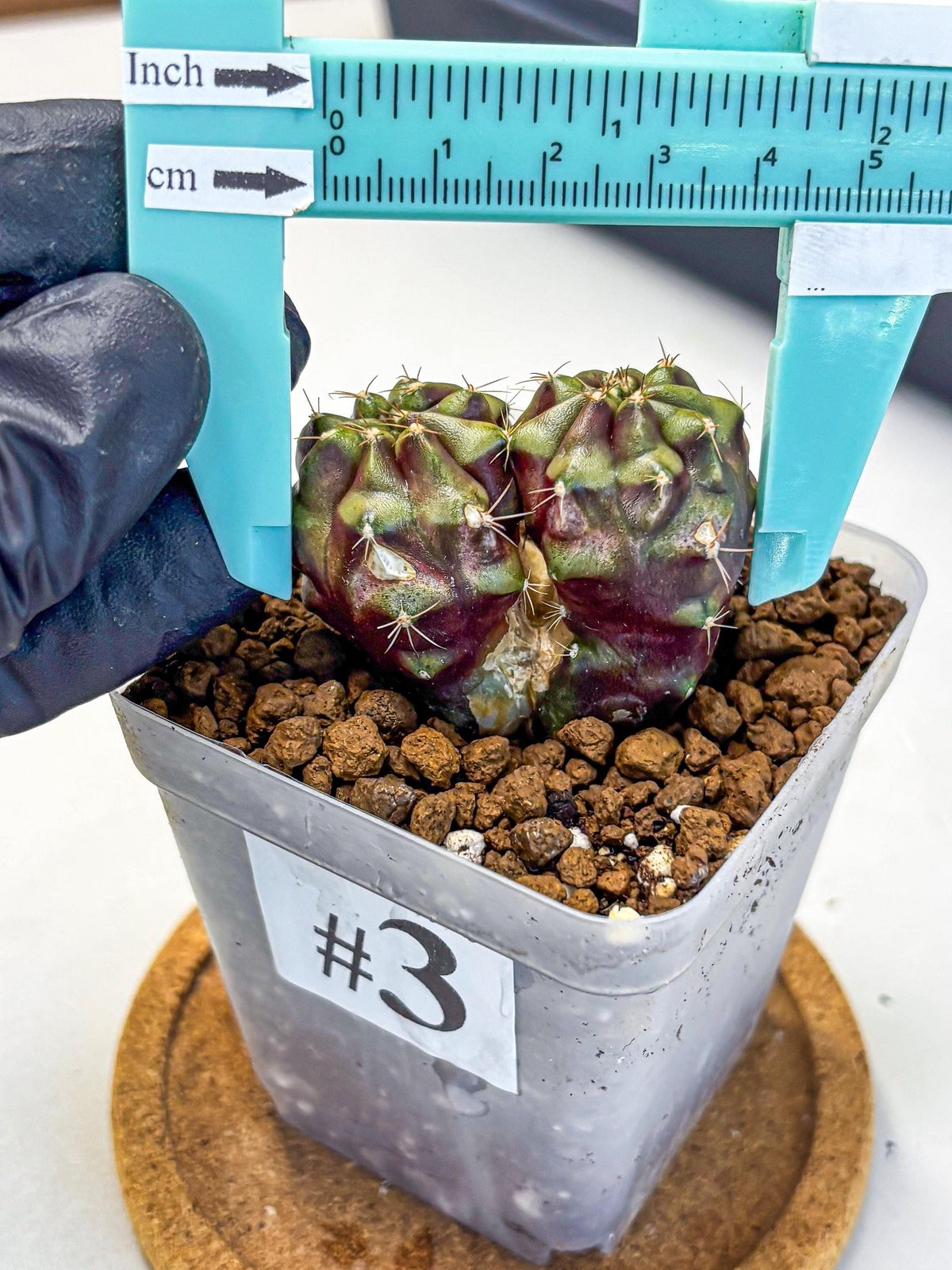 Gymnocalycium Siamese Grape (gy13) (3) | Collectable Plant