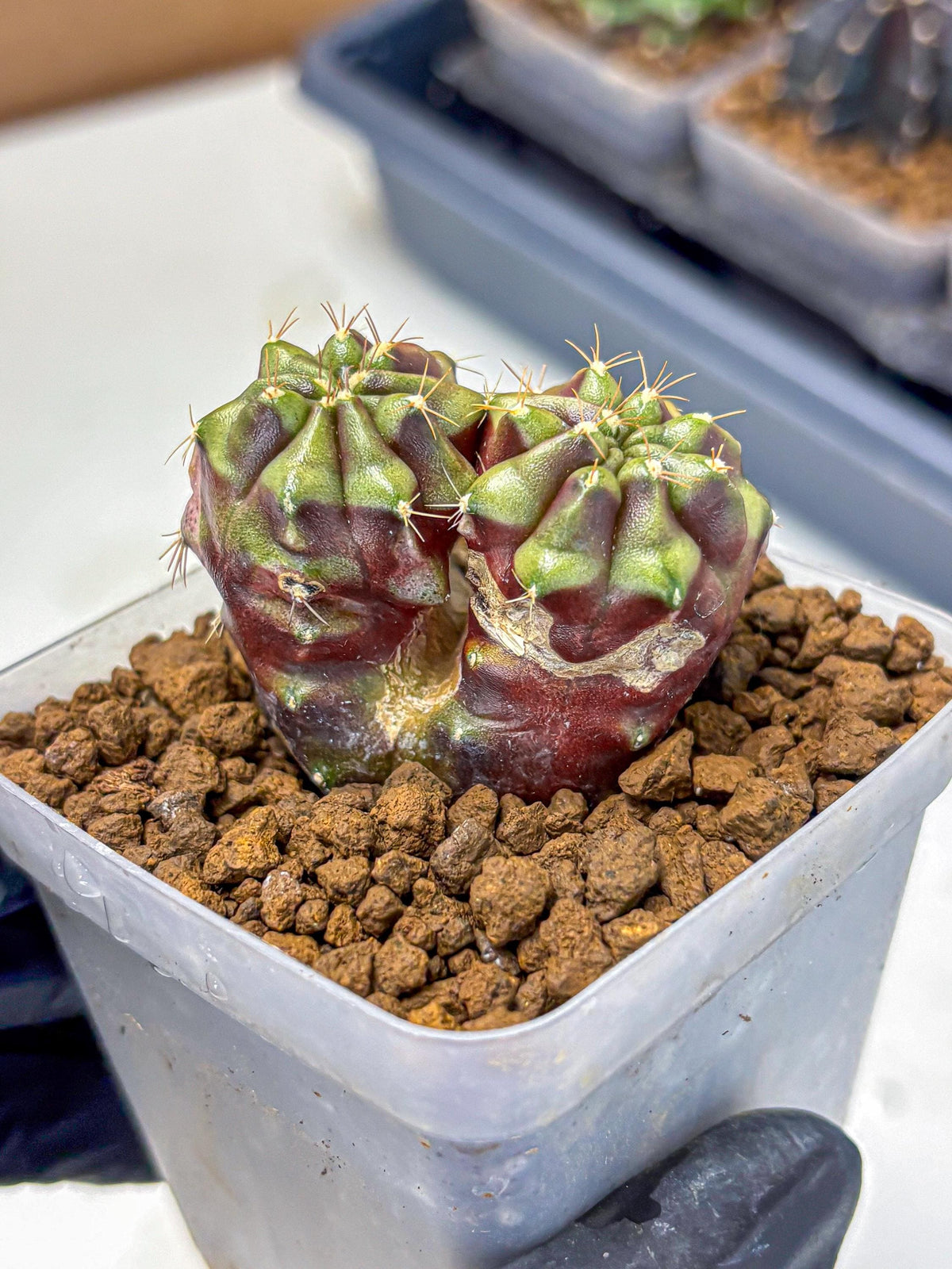 Gymnocalycium Siamese Grape (gy13) (3) | Collectable Plant