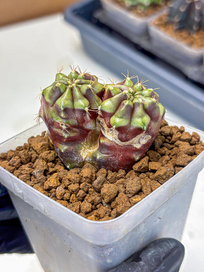 Gymnocalycium Siamese Grape (gy13) (3) | Collectable Plant