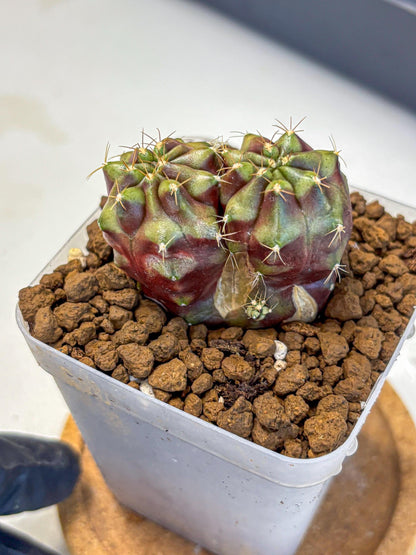 Gymnocalycium Siamese Grape (gy13) (4) | Collectable Plant