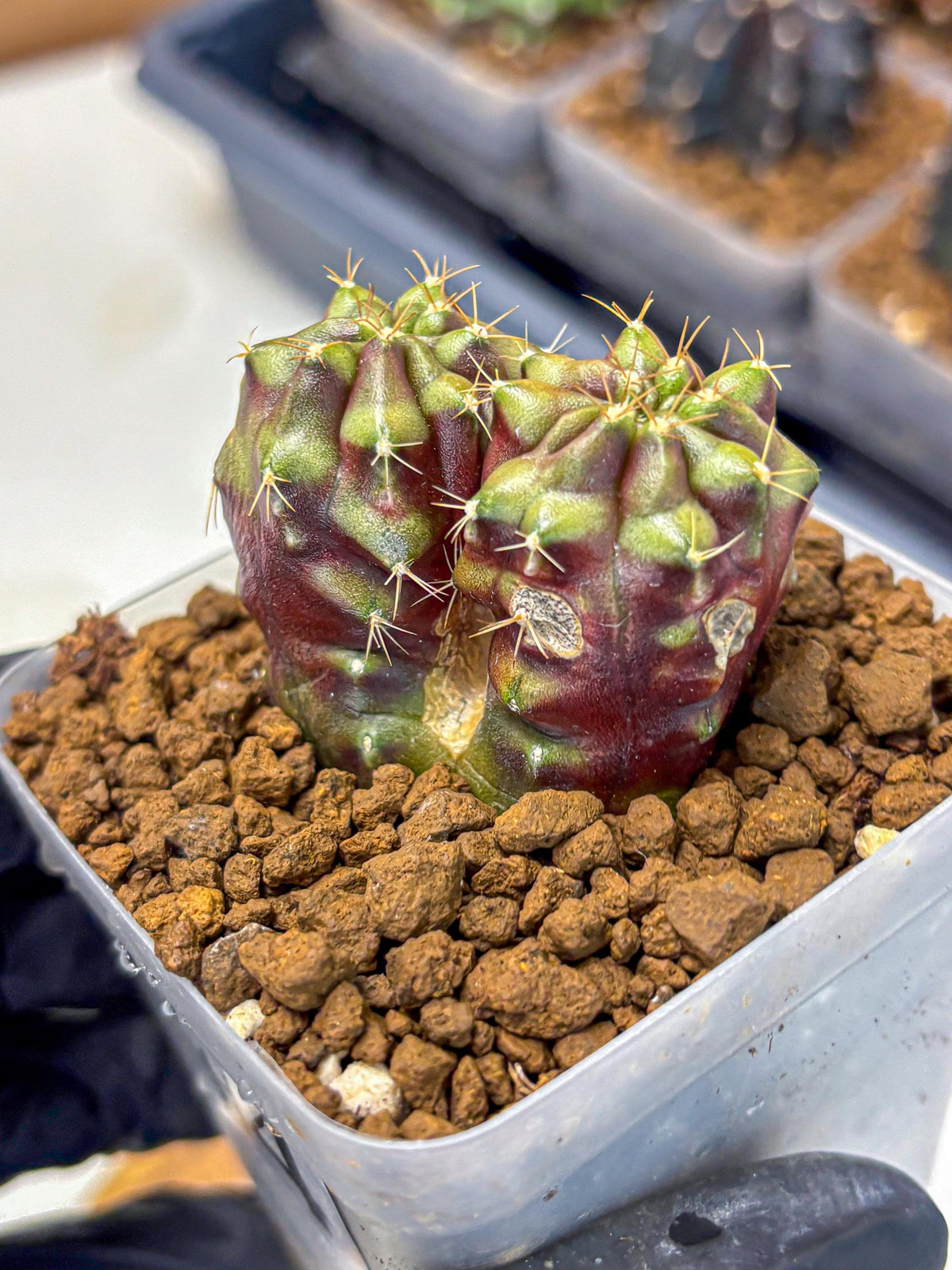 Gymnocalycium Siamese Grape (gy13) (4) | Collectable Plant