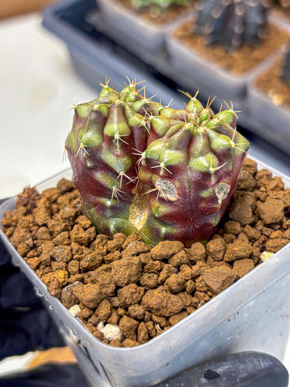 Gymnocalycium Siamese Grape (gy13) (4) | Collectable Plant