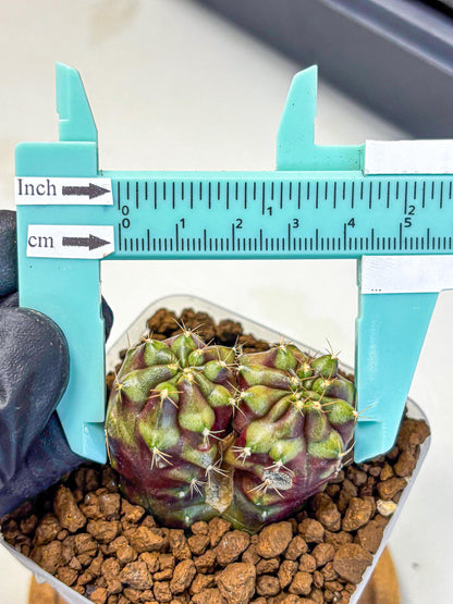 Gymnocalycium Siamese Grape (gy13) (4) | Collectable Plant