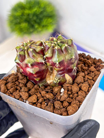 Gymnocalycium Siamese Grape (gy13) (4) | Collectable Plant