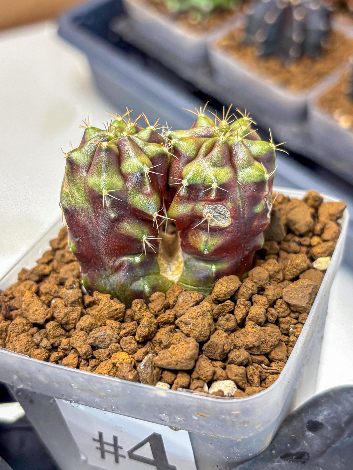 Gymnocalycium Siamese Grape (gy13) (4) | Collectable Plant