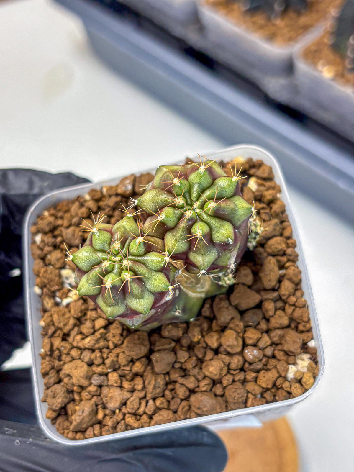 Gymnocalycium Siamese Grape (gy13) (5) | Collectable Plant
