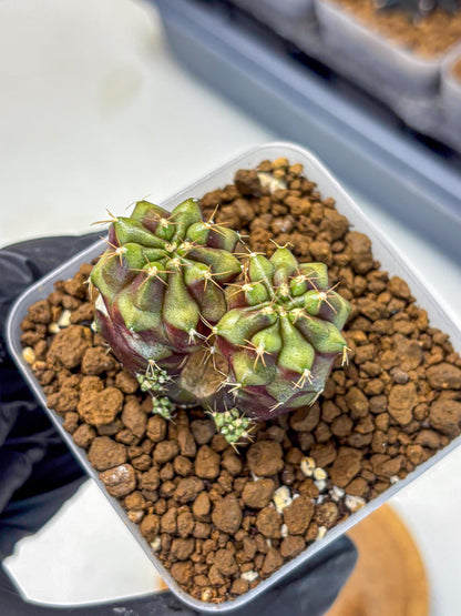 Gymnocalycium Siamese Grape (gy13) (5) | Collectable Plant