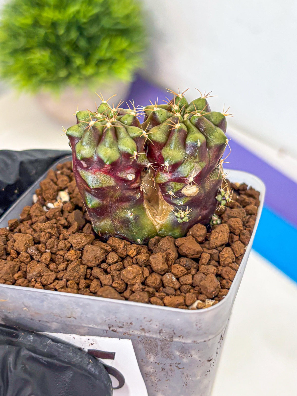 Gymnocalycium Siamese Grape (gy13) (5) | Collectable Plant