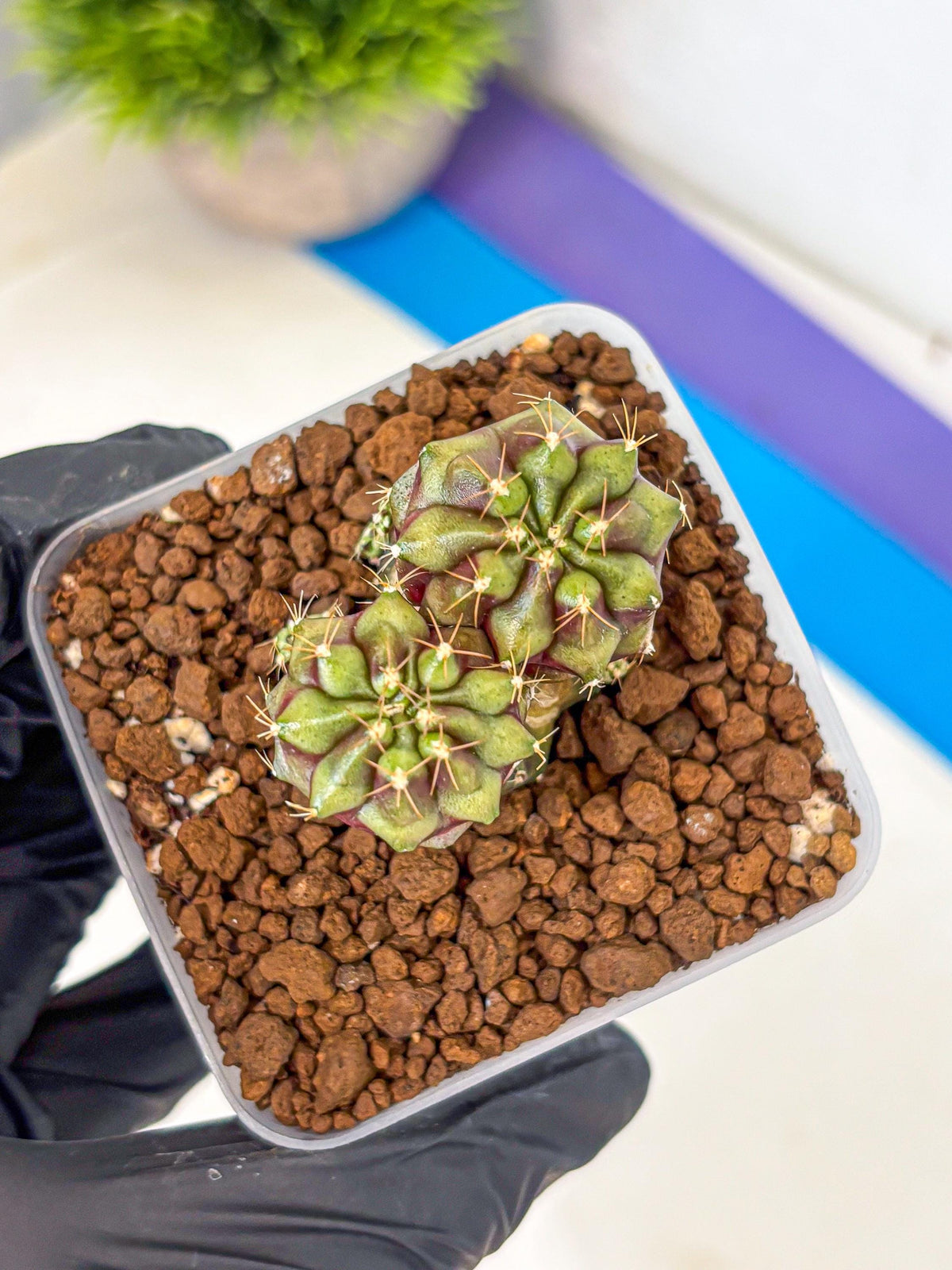 Gymnocalycium Siamese Grape (gy13) (5) | Collectable Plant