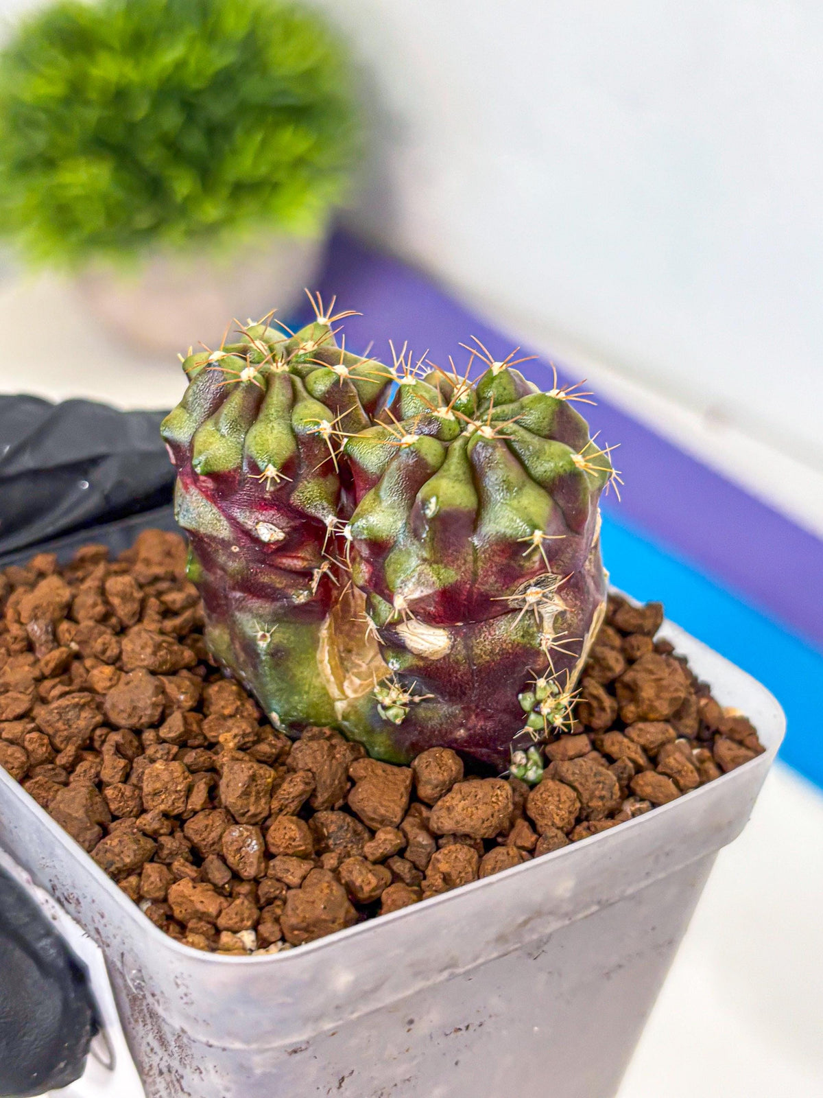 Gymnocalycium Siamese Grape (gy13) (5) | Collectable Plant
