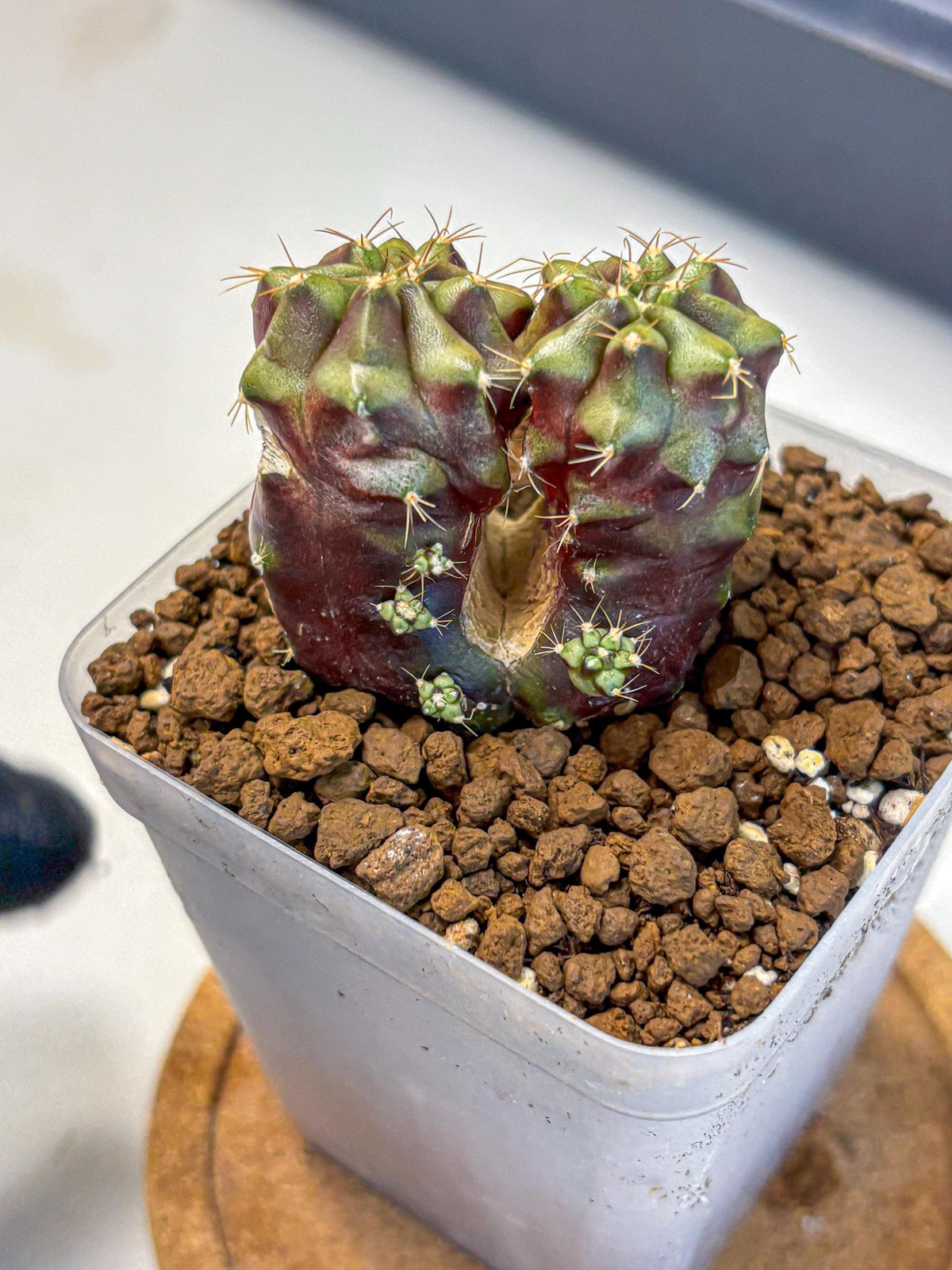 Gymnocalycium Siamese Grape (gy13) (5) | Collectable Plant