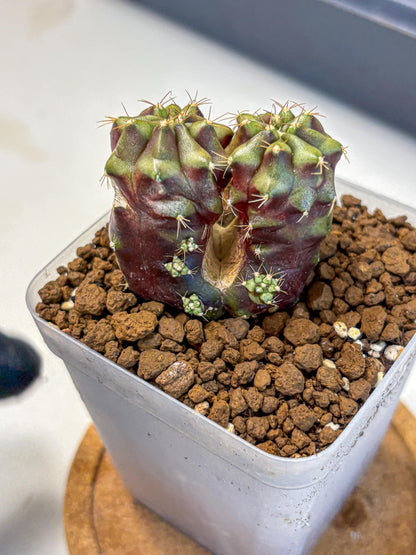Gymnocalycium Siamese Grape (gy13) (5) | Collectable Plant