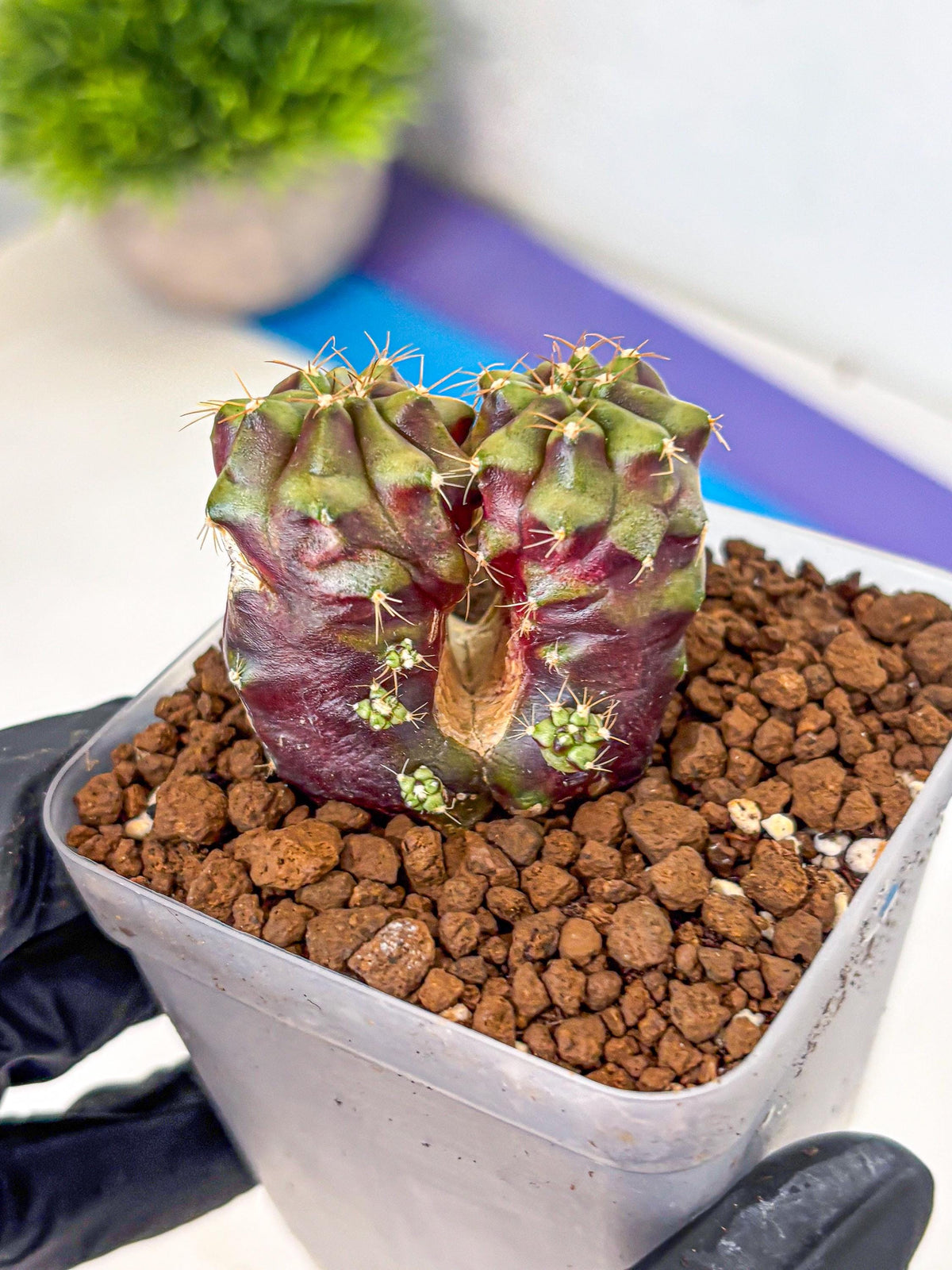 Gymnocalycium Siamese Grape (gy13) (5) | Collectable Plant