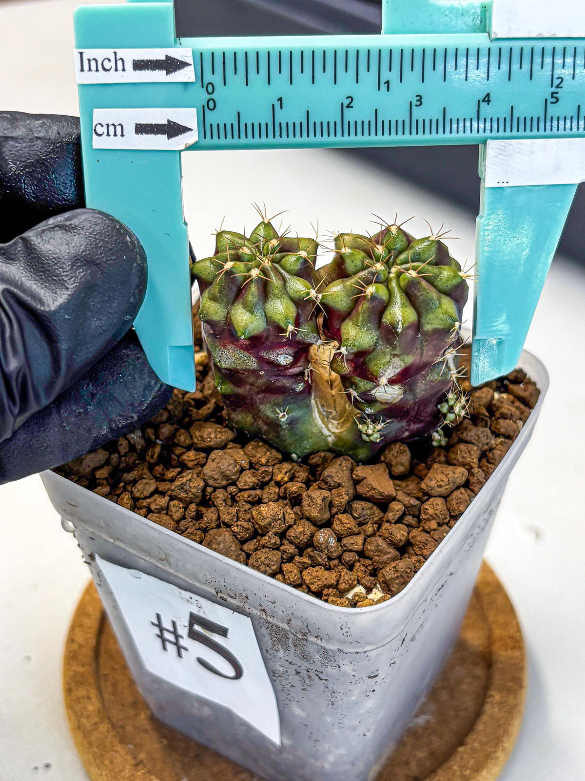 Gymnocalycium Siamese Grape (gy13) (5) | Collectable Plant