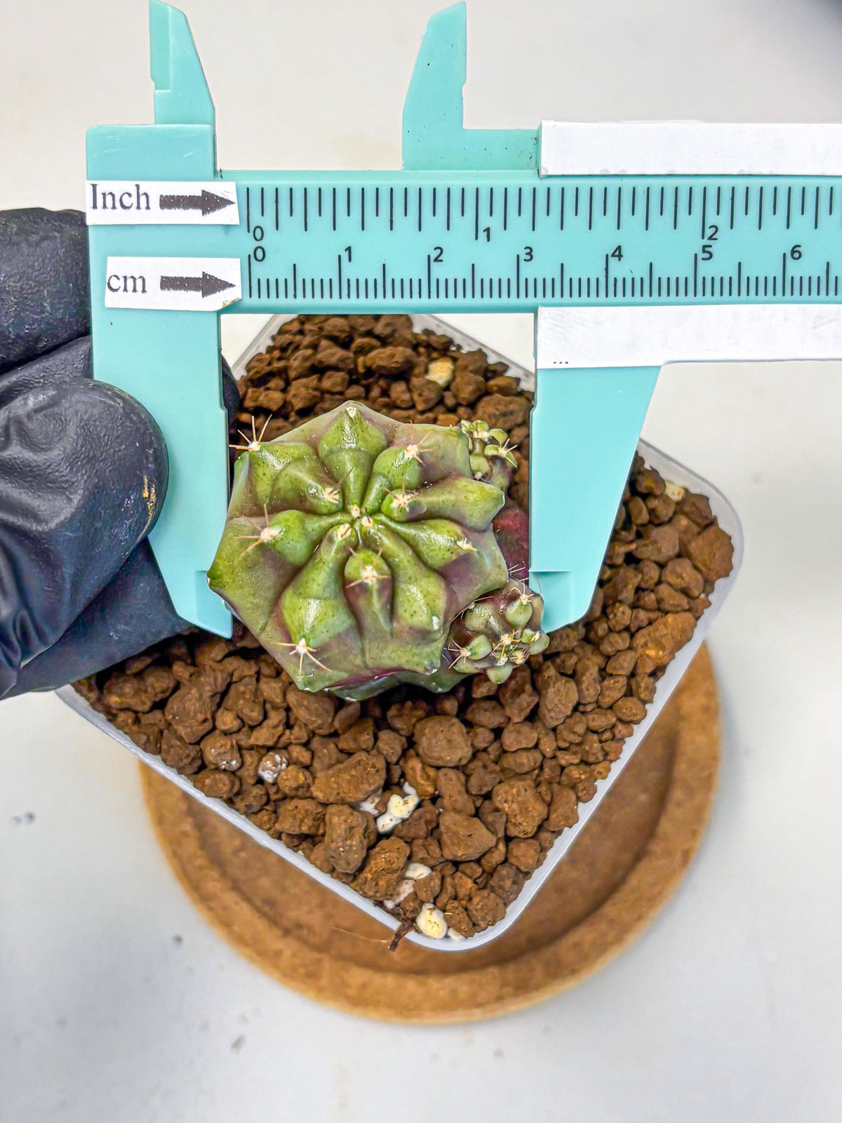 Gymnocalycium Siamese Grape (gy13) (6) | Collectable Plant
