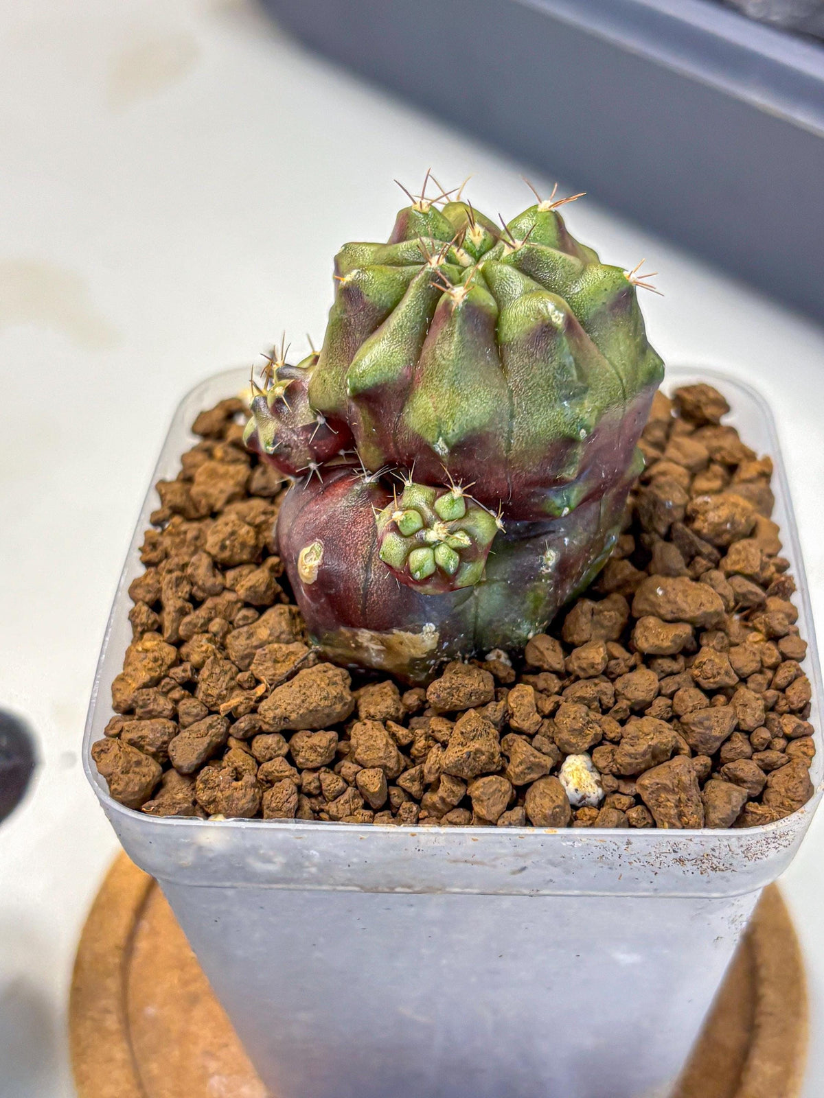 Gymnocalycium Siamese Grape (gy13) (6) | Collectable Plant