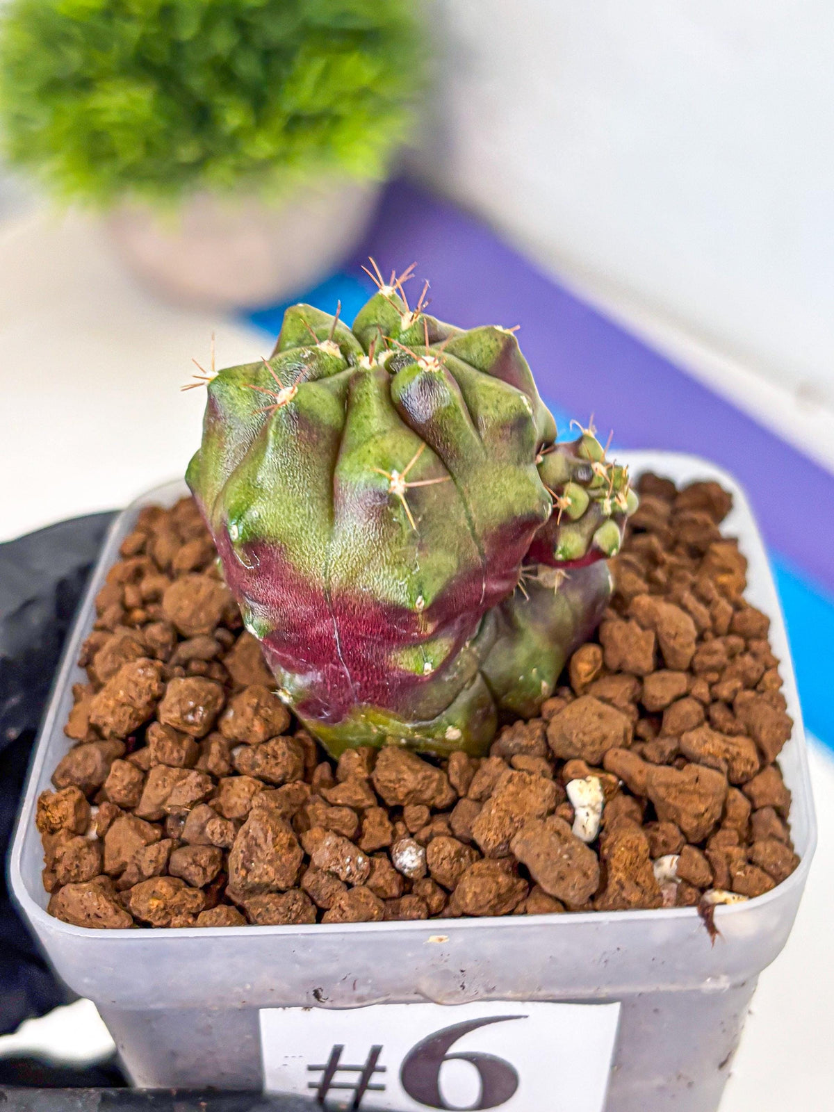 Gymnocalycium Siamese Grape (gy13) (6) | Collectable Plant