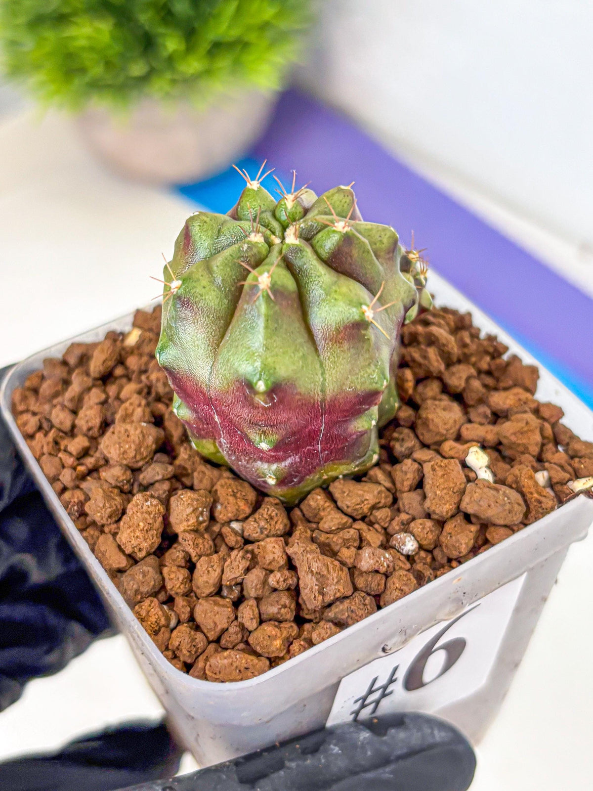 Gymnocalycium Siamese Grape (gy13) (6) | Collectable Plant