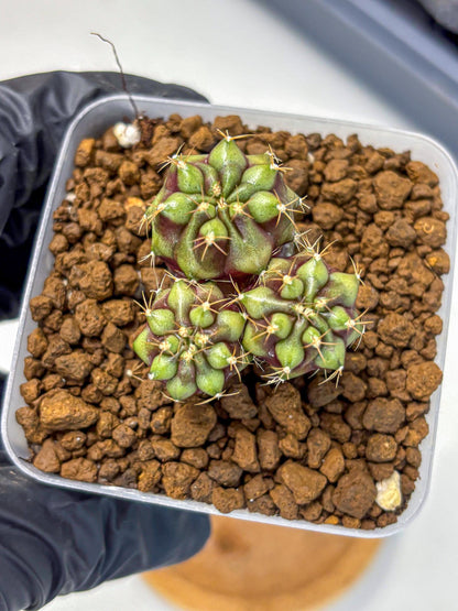 Gymnocalycium Siamese Grape (gy13) (7) | Collectable Plant
