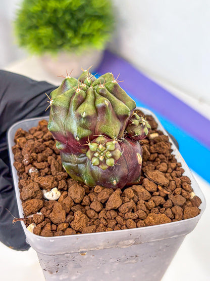 Gymnocalycium Siamese Grape (gy13) (6) | Collectable Plant