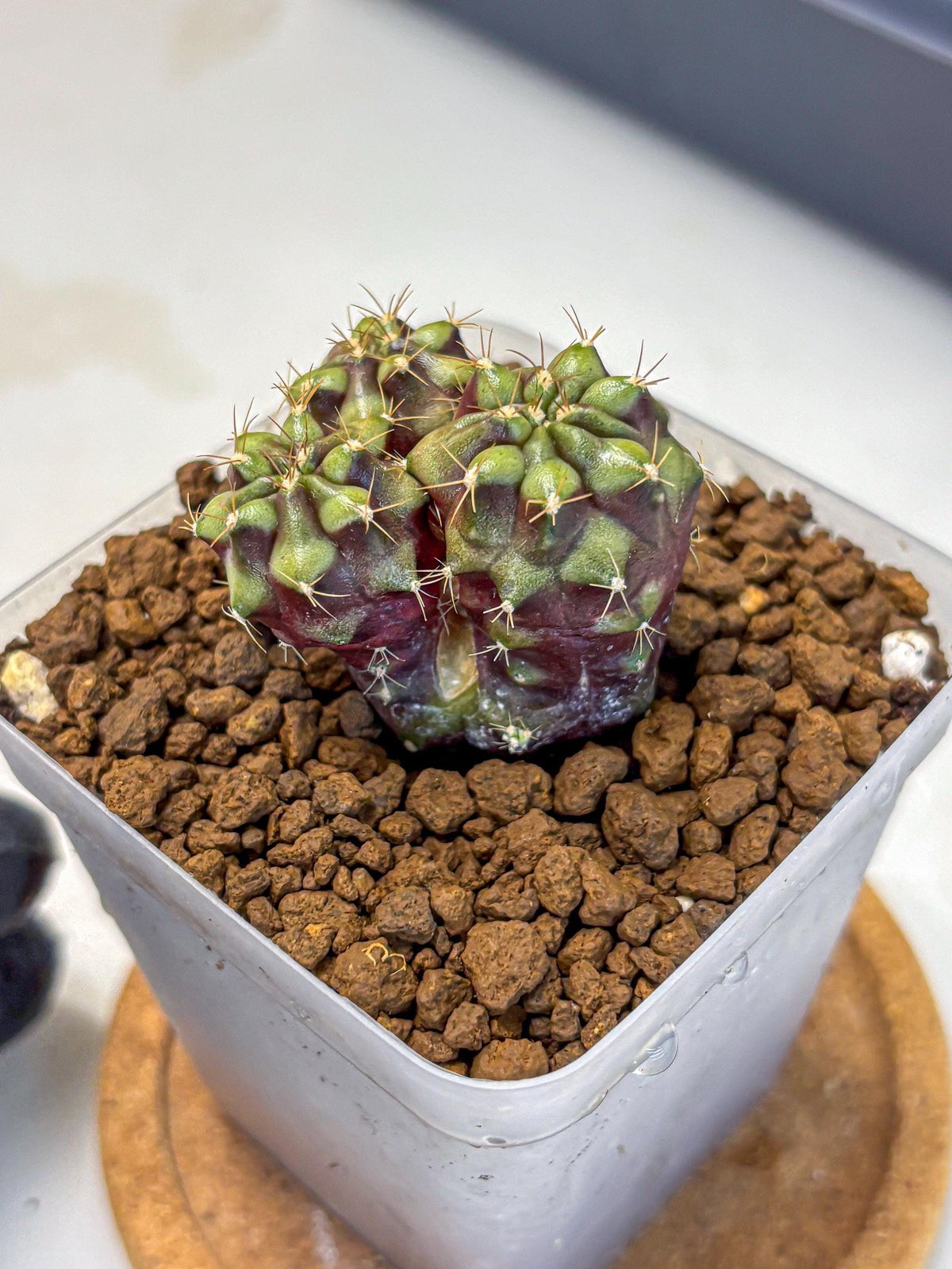 Gymnocalycium Siamese Grape (gy13) (7) | Collectable Plant