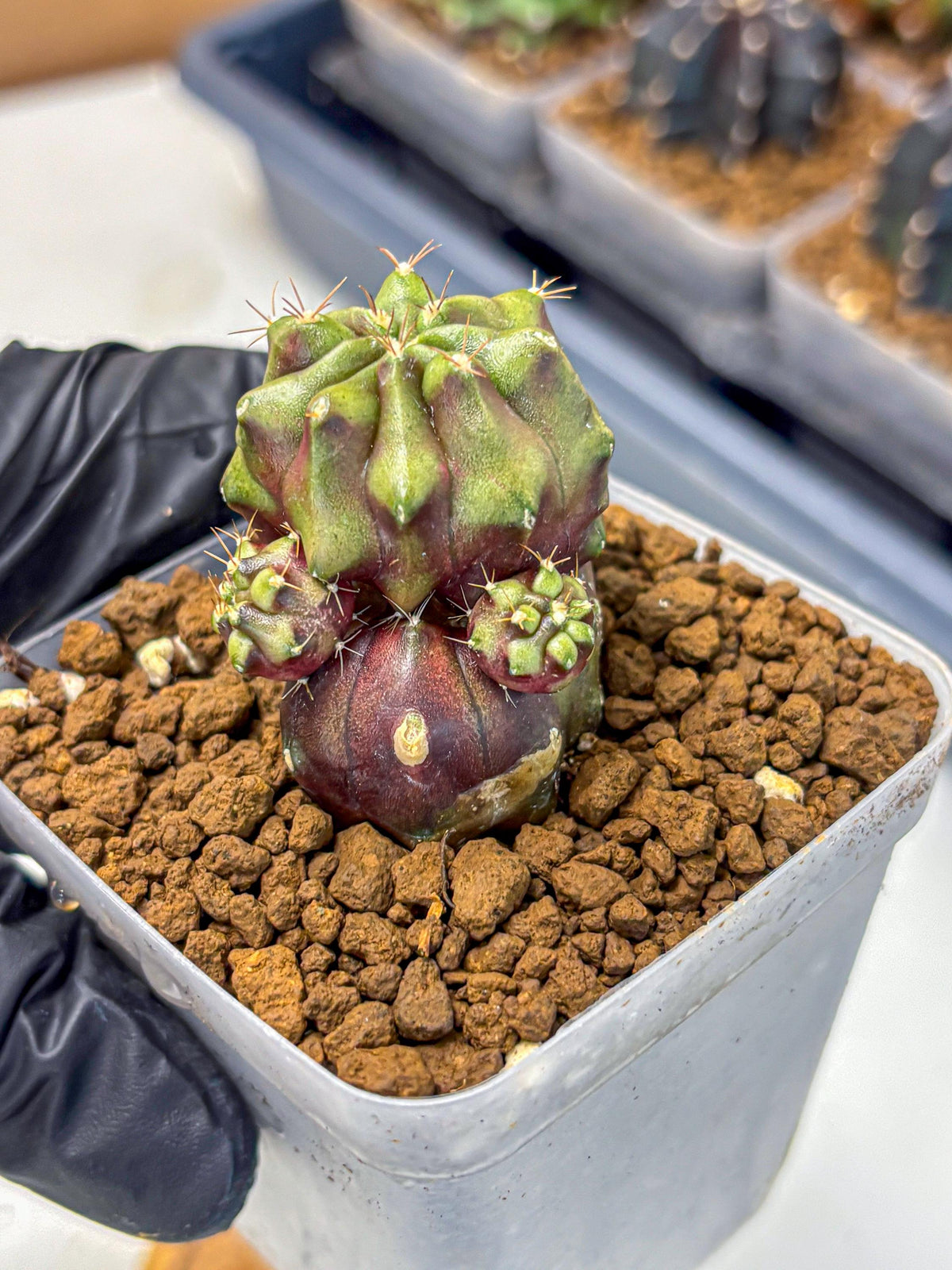 Gymnocalycium Siamese Grape (gy13) (6) | Collectable Plant