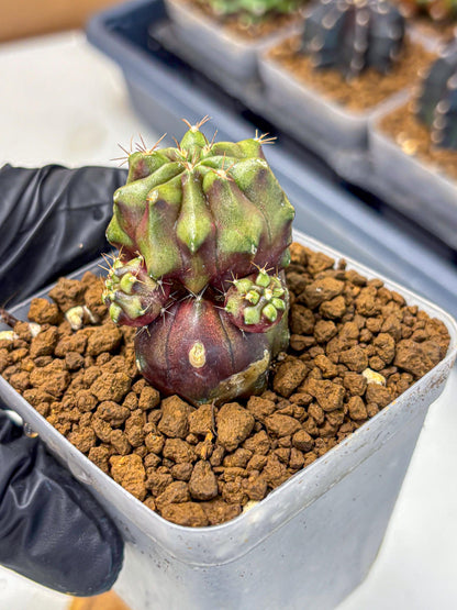 Gymnocalycium Siamese Grape (gy13) (6) | Collectable Plant
