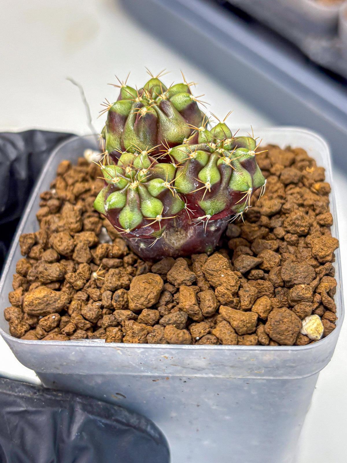 Gymnocalycium Siamese Grape (gy13) (7) | Collectable Plant